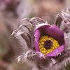 Anemone pulsatilla, flowers