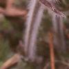 Anemone pulsatilla, flowers