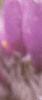 Anemone pulsatilla, flowers