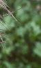 Anemone pulsatilla, fruit