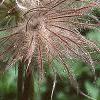 Anemone pulsatilla, fruit