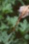 Anemone pulsatilla, fruit