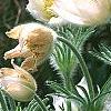 Anemone pulsatilla 'Alba', habit