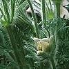 Anemone pulsatilla 'Alba', habit
