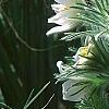 Anemone pulsatilla 'Alba', habit
