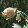 Anemone pulsatilla 'Alba', habit