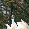 Anemone pulsatilla 'Alba', habit