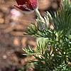 Anemone pulsatilla 'Rubra', habit
