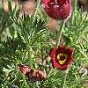 Anemone pulsatilla 'Rubra', habit