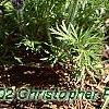 Anemone pulsatilla 'Rubra', habit