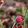 Anemone pulsatilla 'Rubra', habit
