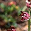 Anemone pulsatilla 'Rubra', habit
