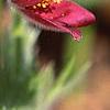 Anemone pulsatilla 'Rubra', flowers