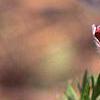 Anemone pulsatilla 'Rubra', flowers