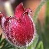 Anemone pulsatilla 'Rubra', flowers