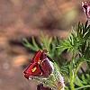 Anemone pulsatilla 'Rubra', flowers