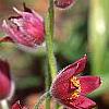 Anemone pulsatilla 'Rubra', flowers