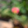 Anemone pulsatilla 'Rubra', flowers