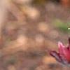 Anemone pulsatilla 'Rubra', flowers