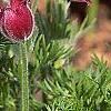 Anemone pulsatilla 'Rubra', flowers