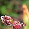 Anemone pulsatilla 'Rubra', flowers
