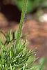 Anemone pulsatilla 'Rubra', flowers