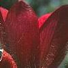 Anemone pulsatilla 'Rubra', flowers
