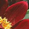 Anemone pulsatilla 'Rubra', flowers