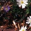 Anemone blanda, habit
