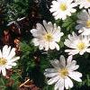 Anemone blanda, habit