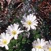 Anemone blanda, habit