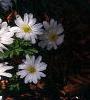 Anemone blanda, habit