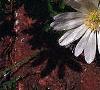 Anemone blanda, flowers
