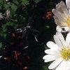 Anemone blanda, flowers