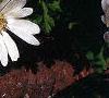 Anemone blanda, flowers