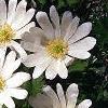Anemone blanda, flowers