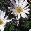 Anemone blanda, flowers