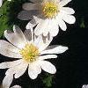 Anemone blanda, flowers
