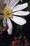 Anemone blanda, flowers