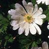 Anemone blanda, flowers