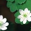 Anemonella thalictroides, flowers