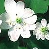 Anemonella thalictroides, flowers