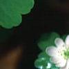 Anemonella thalictroides, flowers