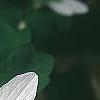Anemonella thalictroides, flowers