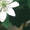 Anemonella thalictroides, flowers