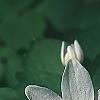 Anemonella thalictroides, flowers
