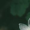 Anemonella thalictroides, flowers