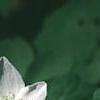 Anemonella thalictroides, flowers