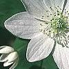 Anemonella thalictroides, flowers