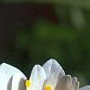 Anemonella thalictroides 'Semidouble White', flowers